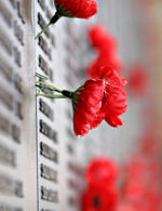 poppys