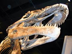 Dino