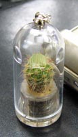 Cactus key chain